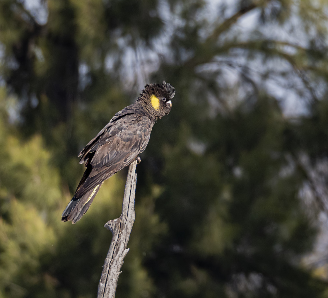 "Yellow-tailed Black Cockatoo" stock image