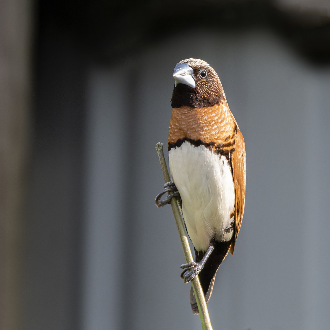 "Chestnut-breasted Mannikin" stock image