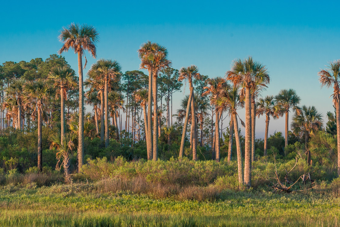 "Cabbage palm trees in the marsh" stock image