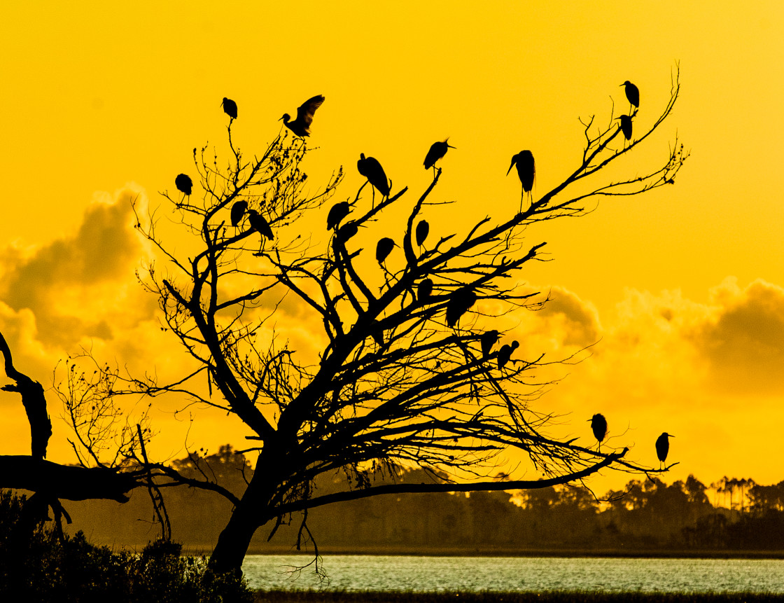 "Florida birds in a tree at sunrise" stock image