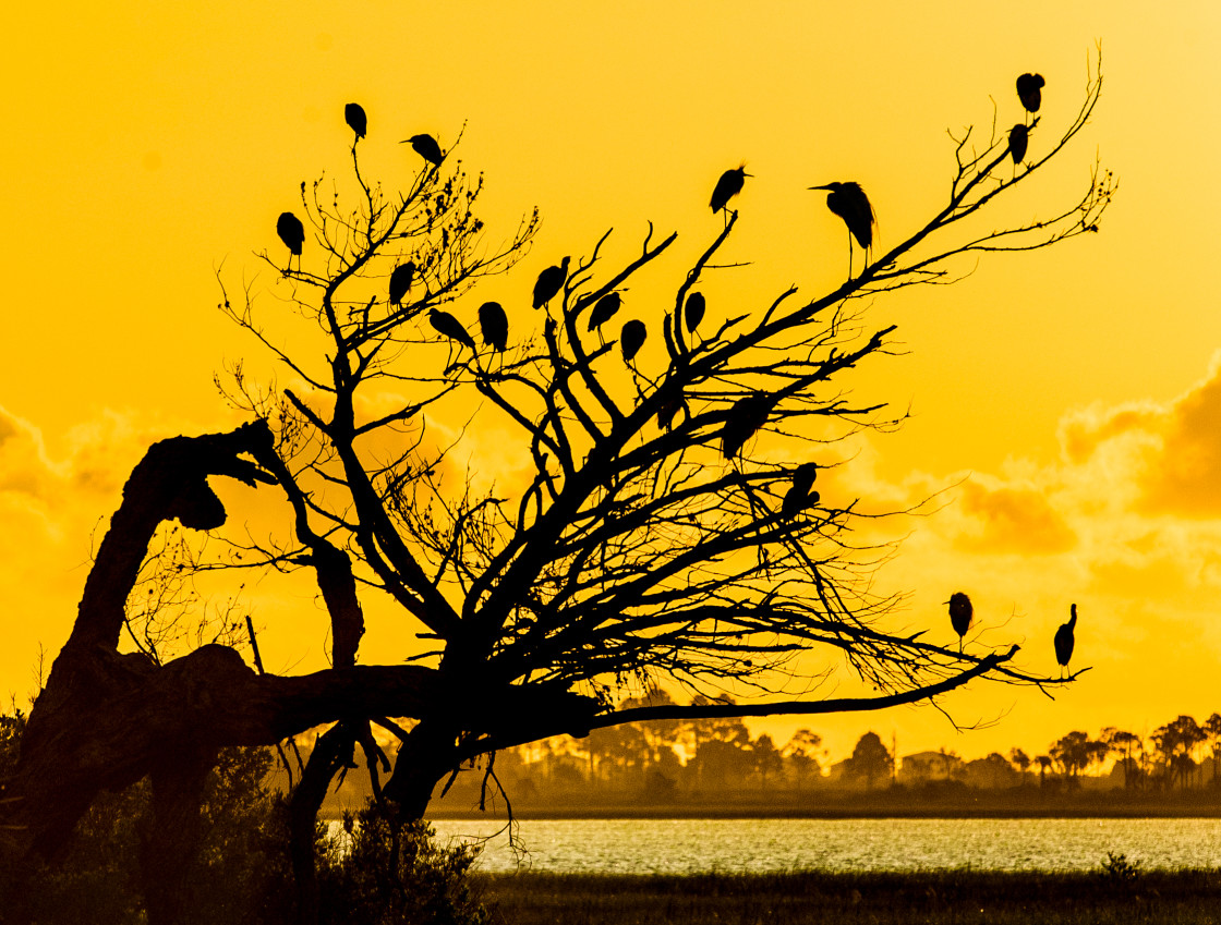 "Florida birds in a tree at sunrise" stock image