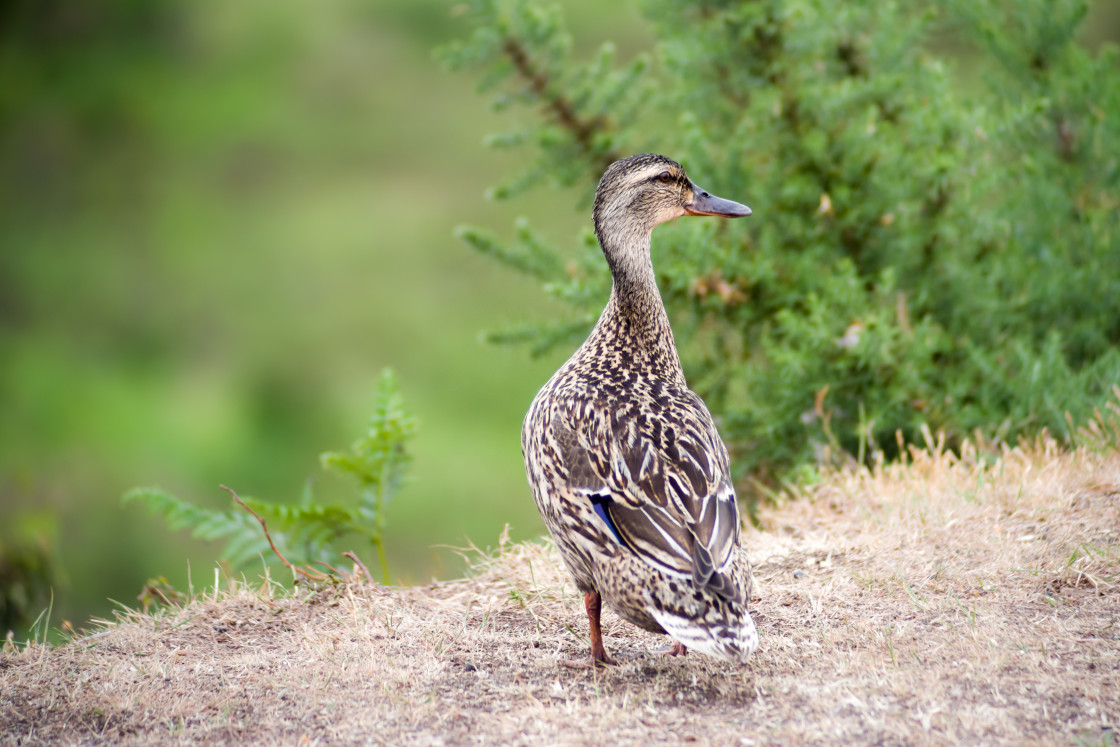"Mallard Duck" by Gordon England - $12.24 "Mallard Duck" stock image