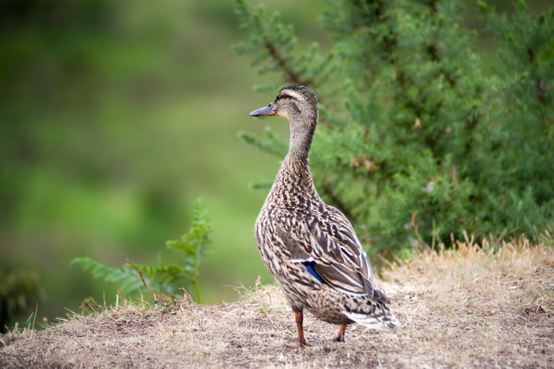 "Mallard Duck" by Gordon England - $12.20 "Mallard Duck" stock image