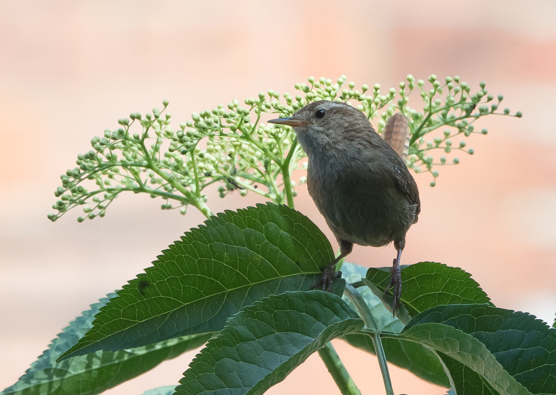 "Jenny Wren :)" stock image