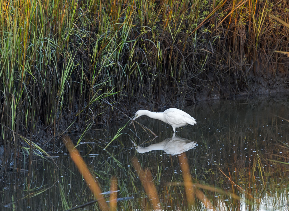 "White egret" stock image