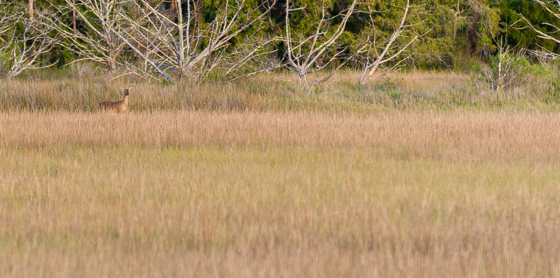 "Deer in the marsh" stock image