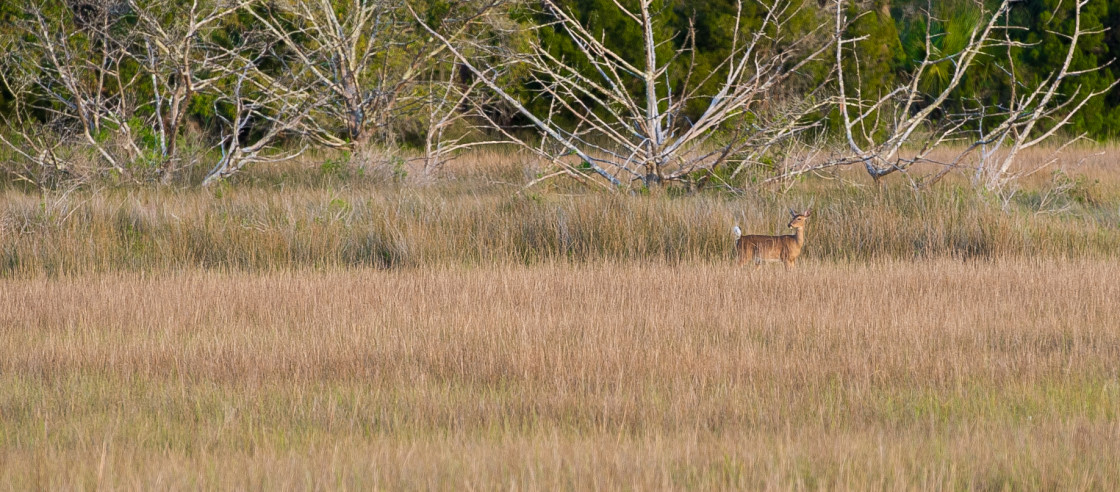 "Deer in the marsh" stock image