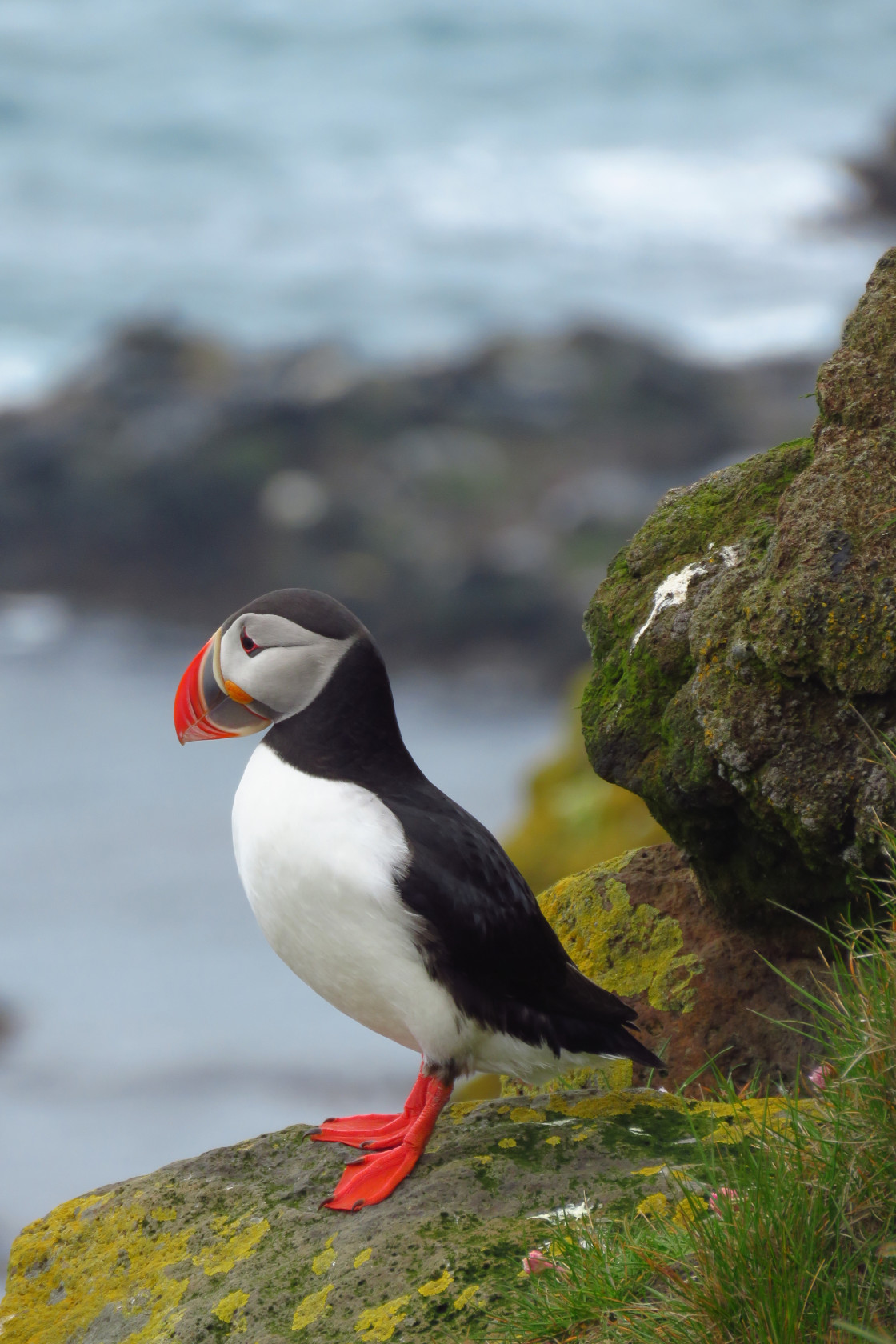 "Puffin at Latrabjarg bird cliffs - Iceland" stock image