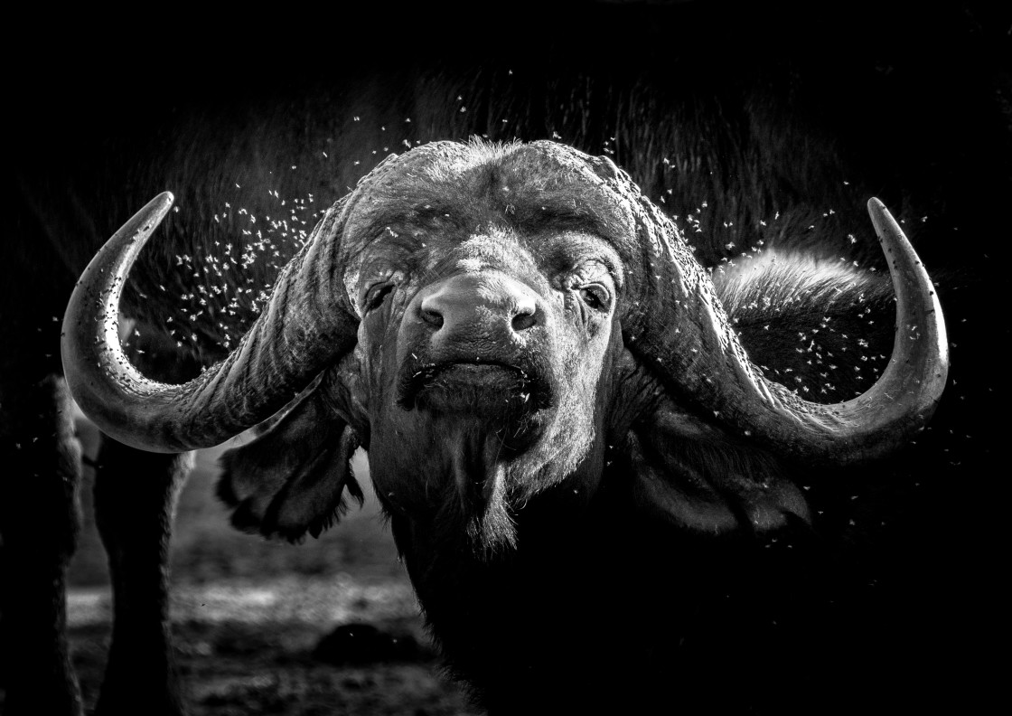 "Buffalo Amidst Flies" stock image