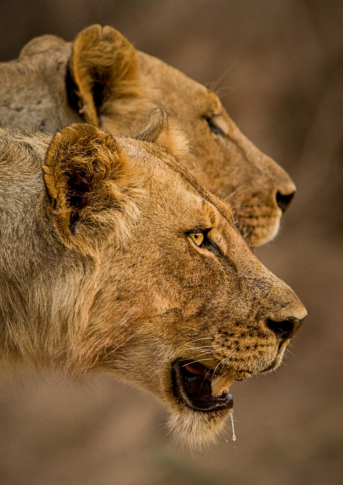 "Two Sisters" stock image