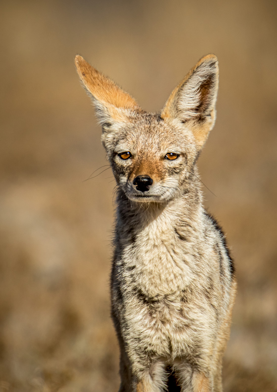 "Black Backed Jackal Portrait" stock image