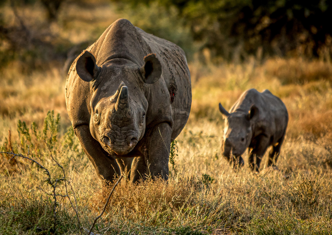 "Black Rhinos Roaming" stock image