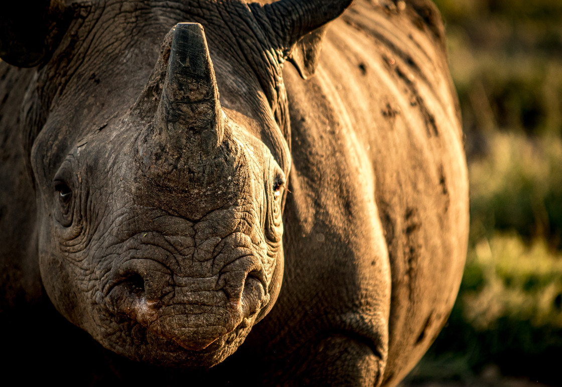 "Black Rhino Portrait" stock image