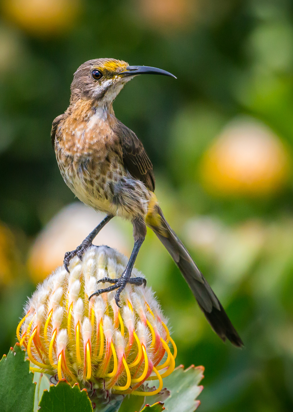 "Cape Sugarbird" stock image