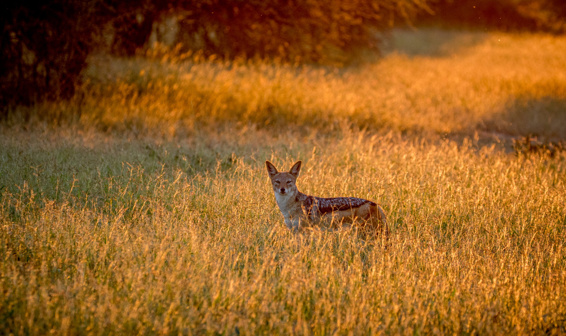 "Black Backed Jackal Sunset" stock image