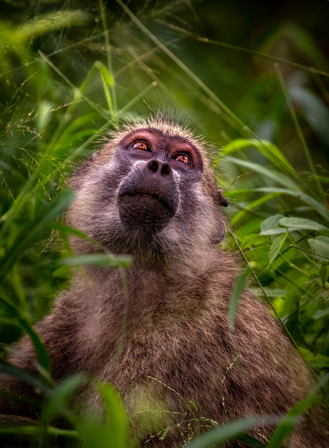 "Upward Gaze" stock image