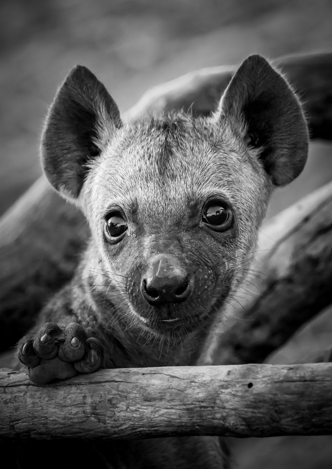 "Hyena Cub" stock image