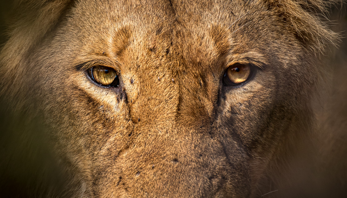 "Kingly Stare" stock image