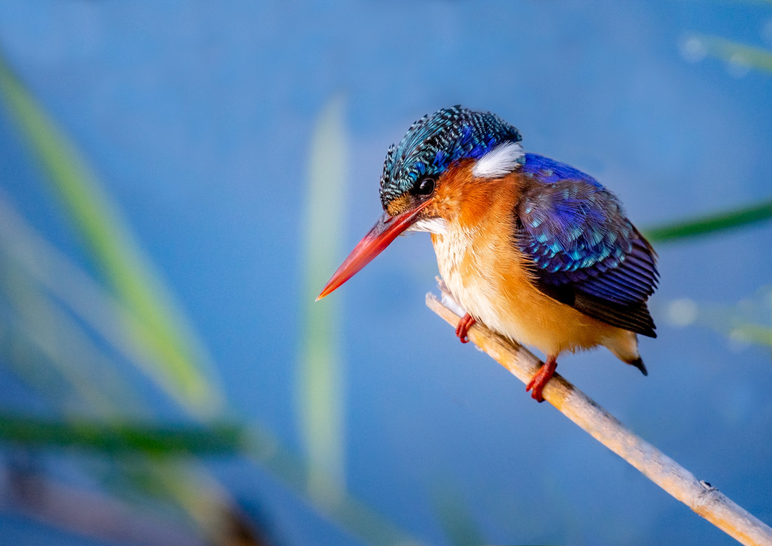 "Malachite Kingfisher" stock image