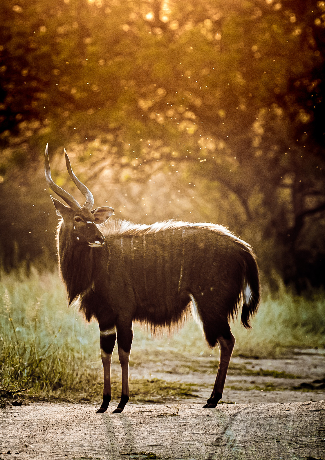 "Nyala Sunset" stock image