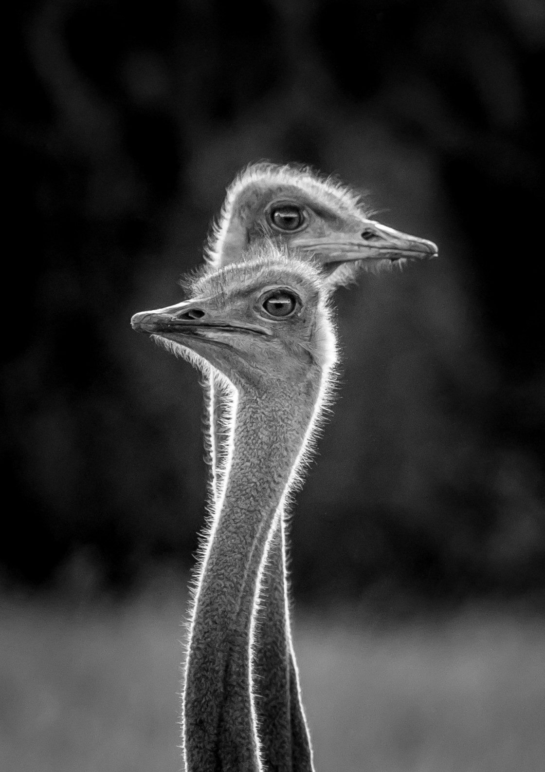 "Ostriches" stock image