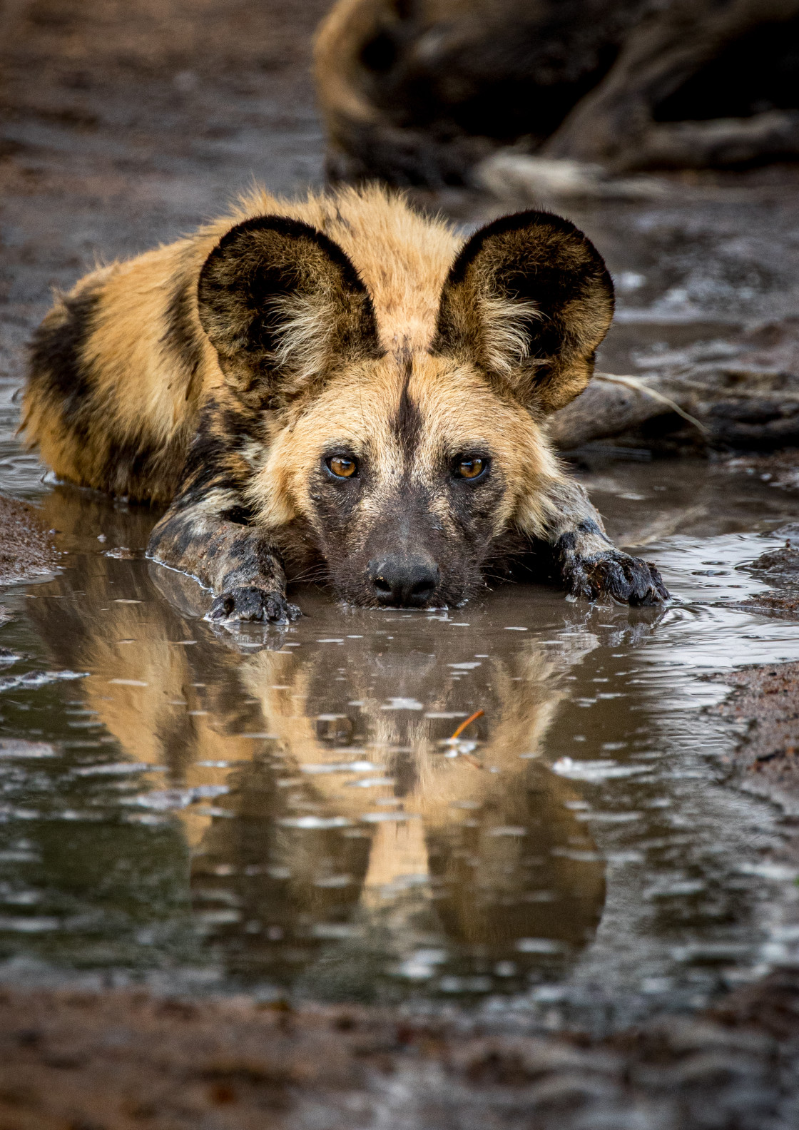 "Mud Bath" stock image