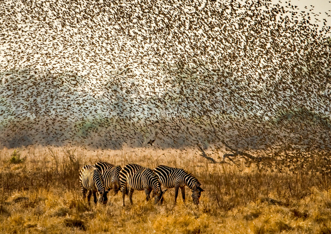 "Flocking Overhead" stock image