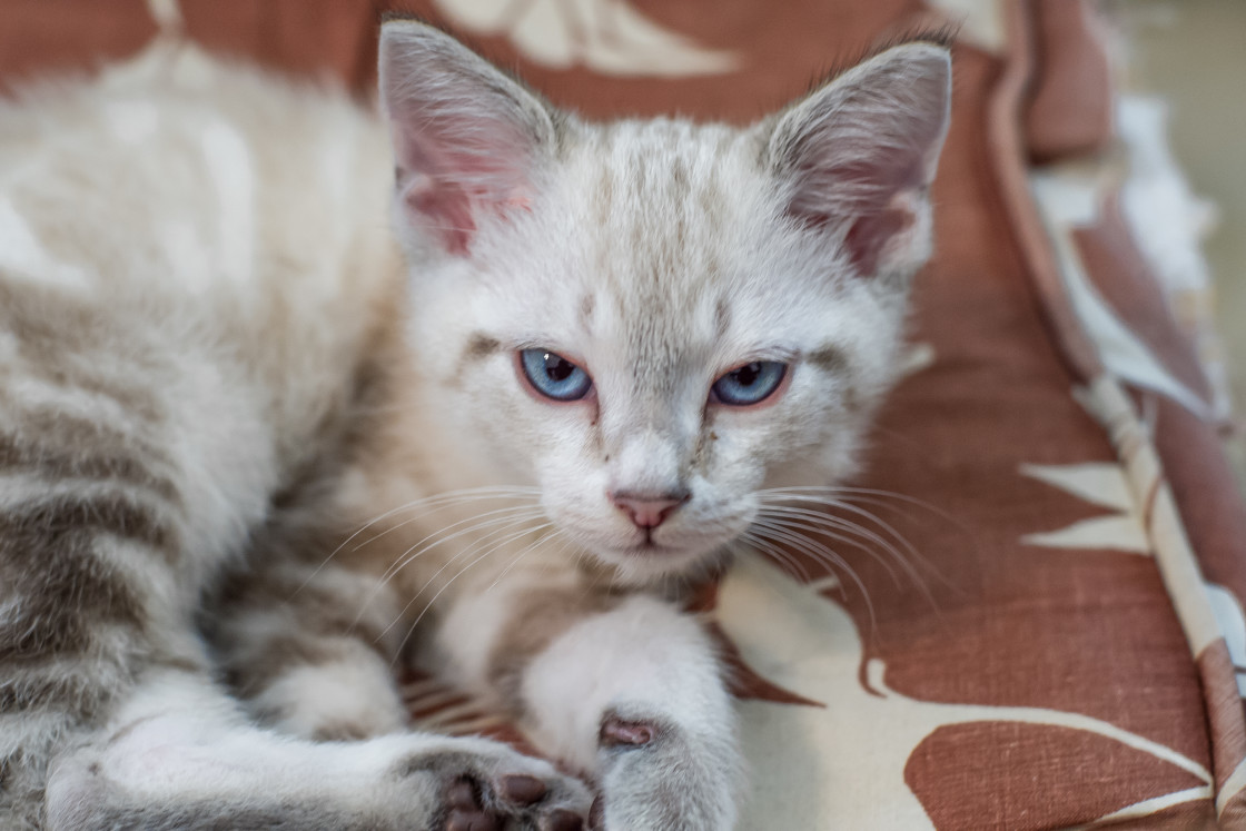 "Kitten laying on a cushion" stock image