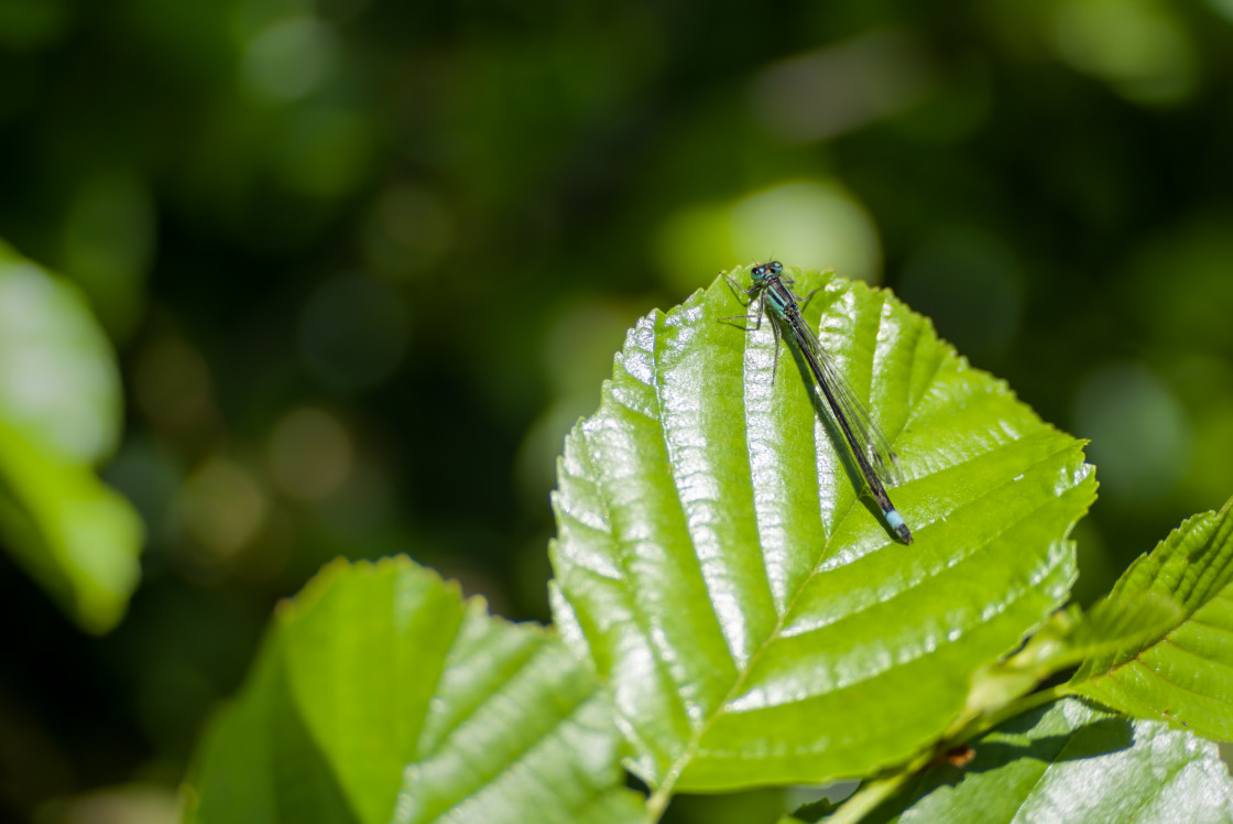 "Blue-tailed damselfly" by Gordon England - $12.55 "Blue-tailed damselfly" stock image