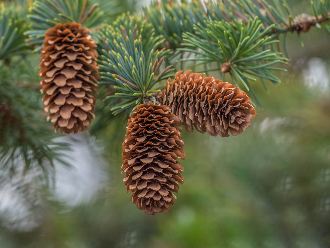 "Natures shapes" stock image