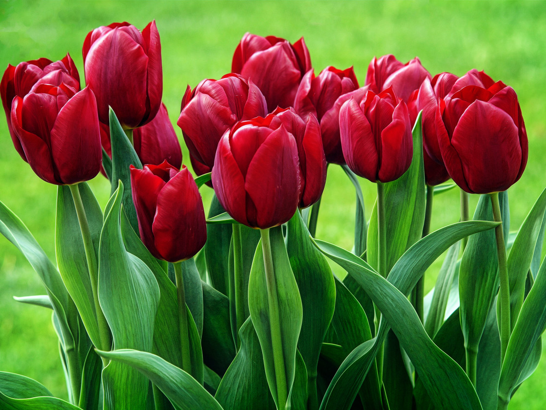 "Tulips" stock image