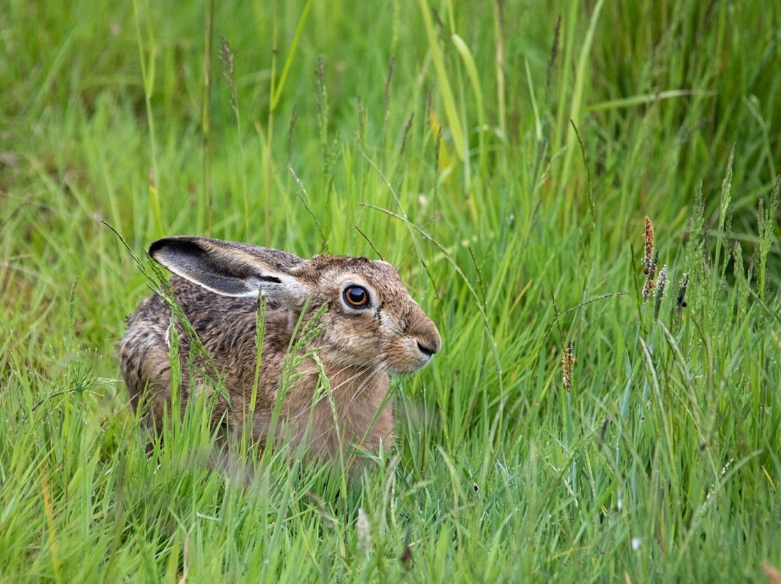 "Hare" stock image