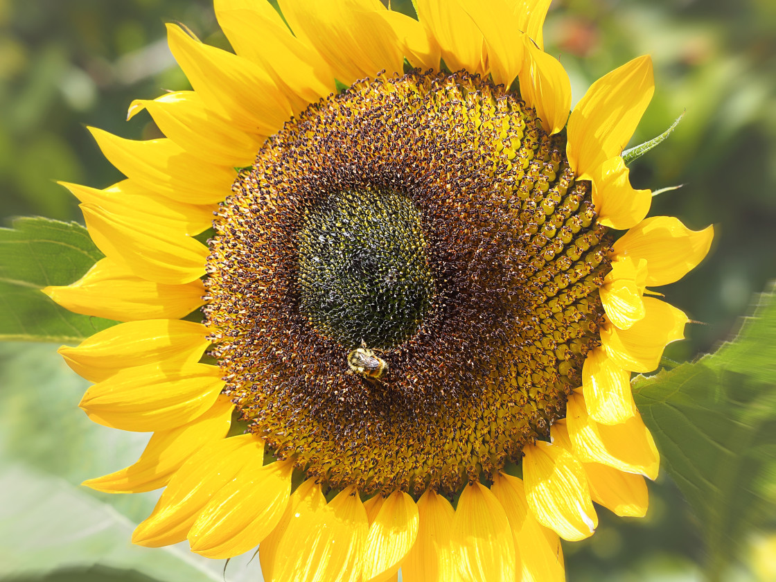 "Sunflower" stock image