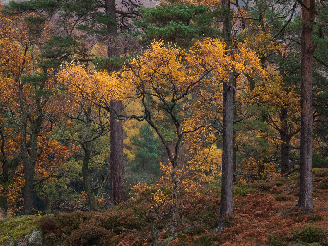 "Autumn Colours 2" stock image