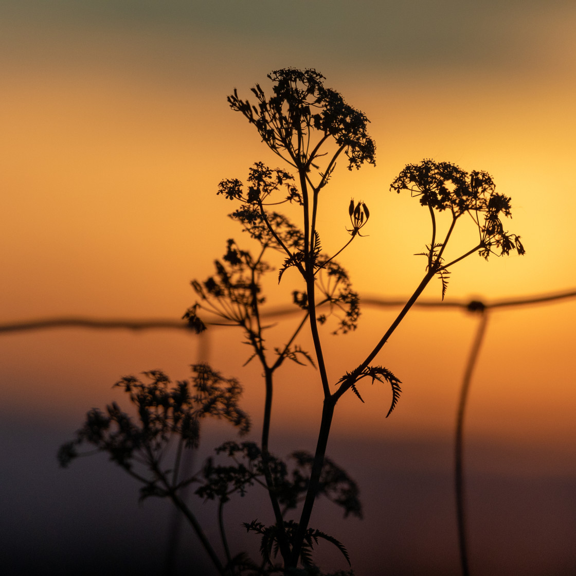 "Sunset" stock image