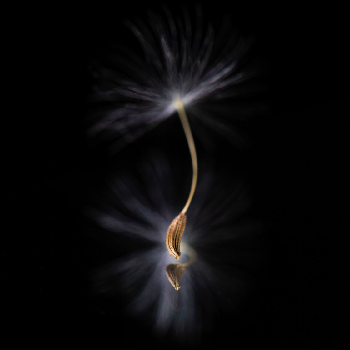 "Dandelion seed" stock image