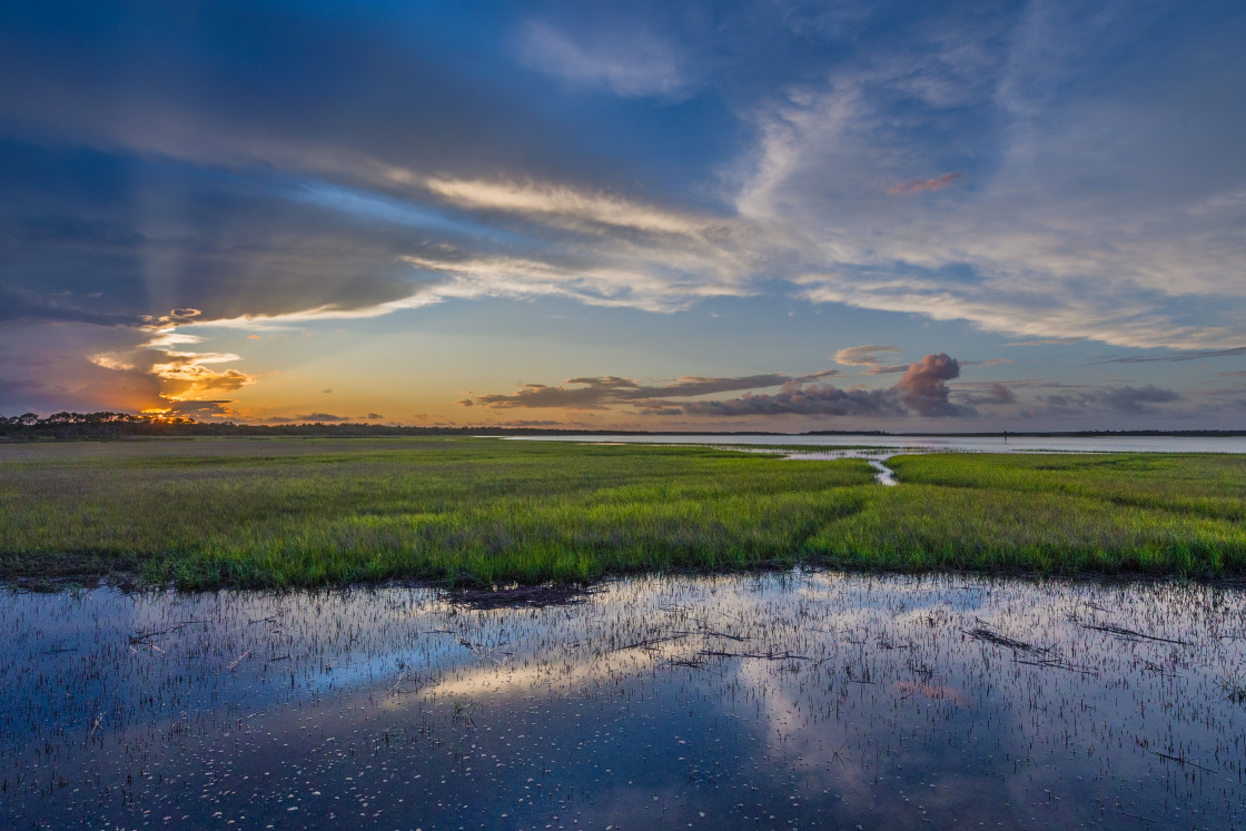 "Florida marsh" stock image