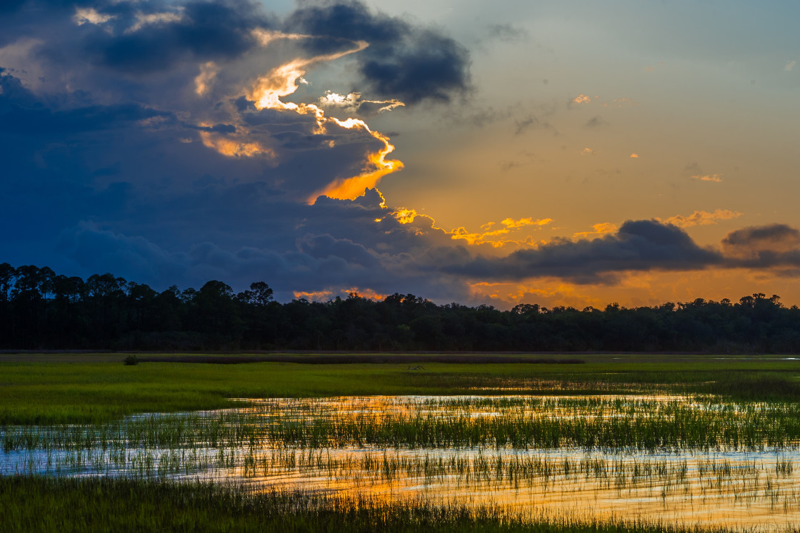 "Florida marsh" stock image