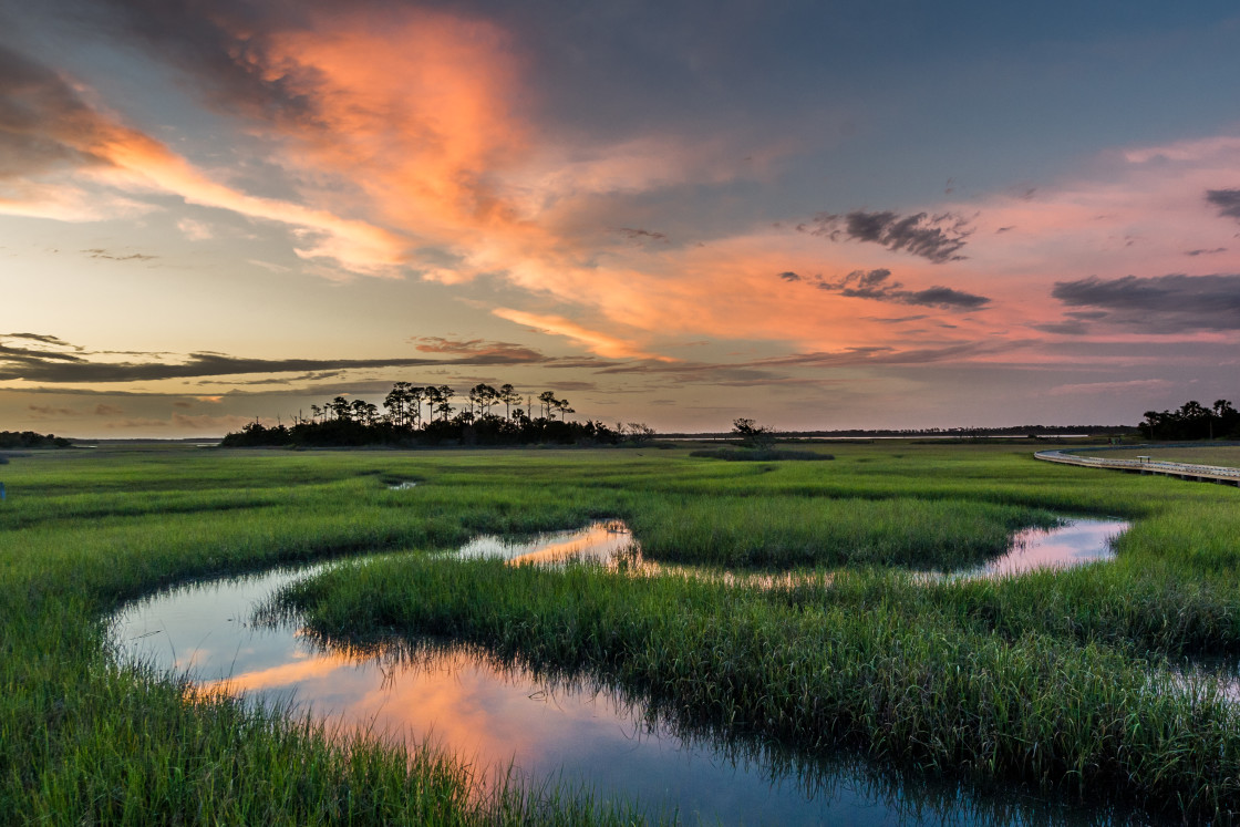 "Florida marsh" stock image