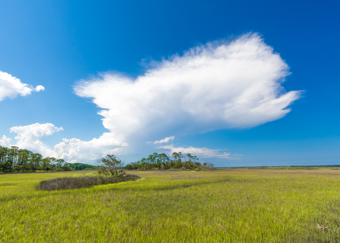 "Florida marsh" stock image