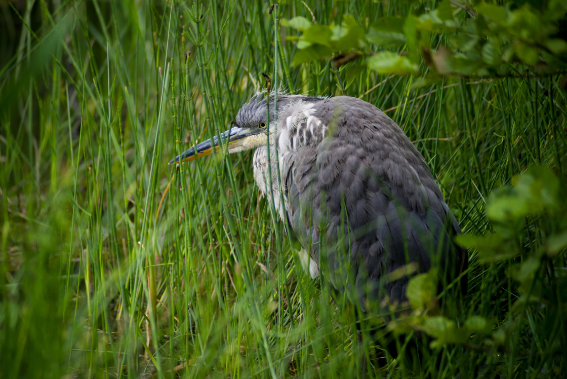 "Grey Heron" stock image