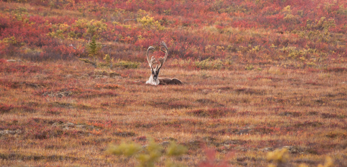 "Alaskan elk" stock image