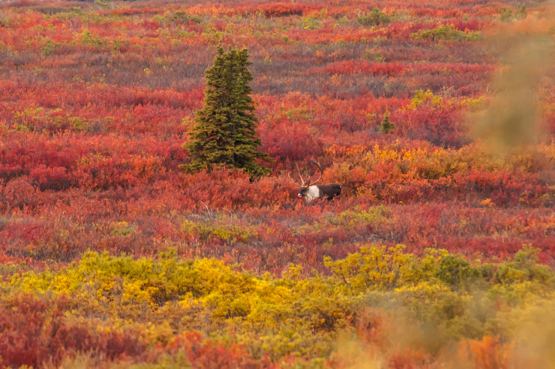 "Alaskan elk" stock image