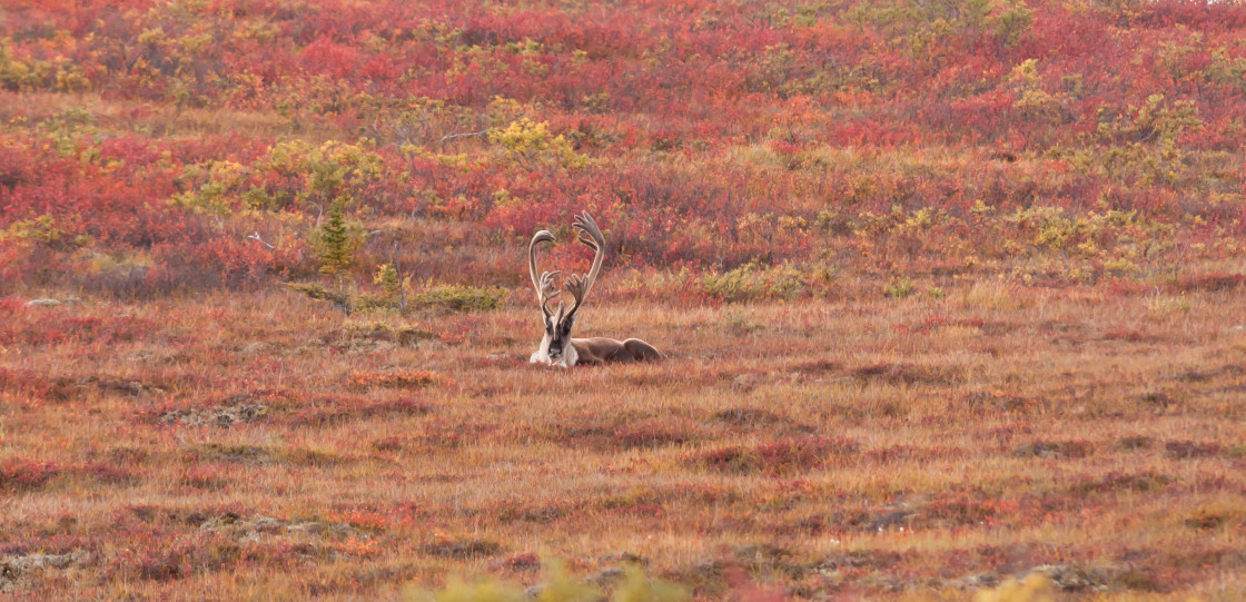 "Alaskan elk" stock image