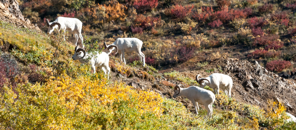 "Alaskan dall sheep" stock image