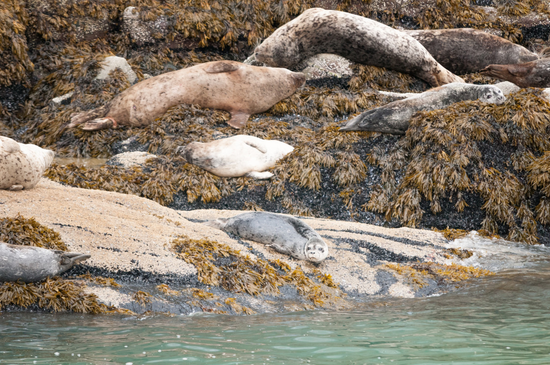 "Seals in Alaska" stock image