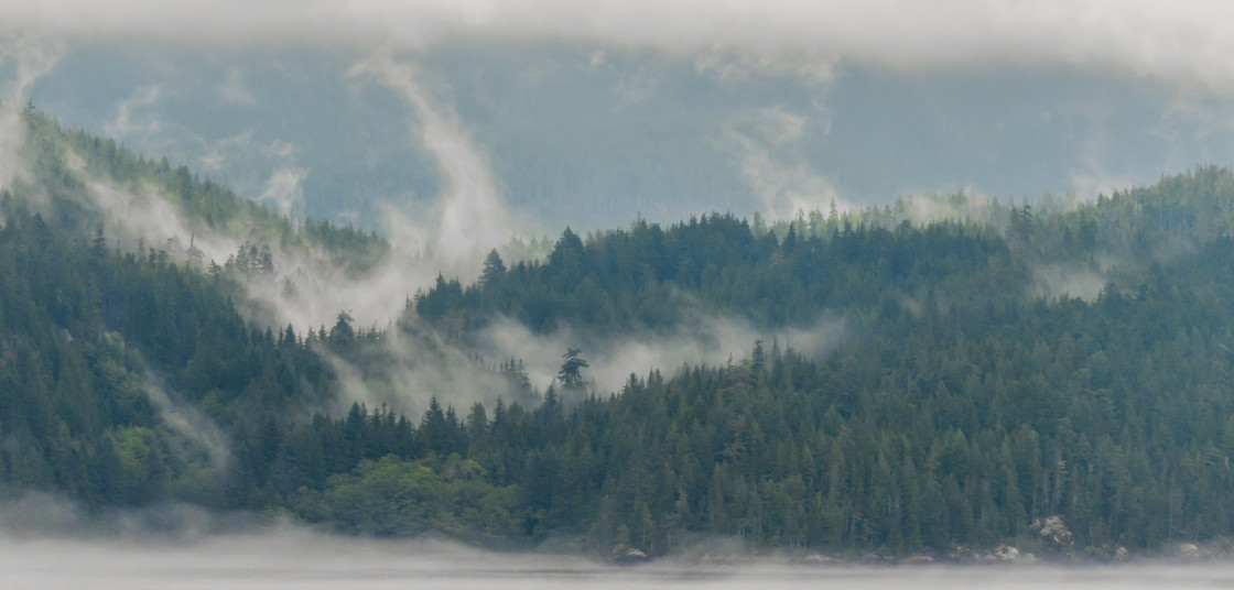 "Alaskan tree line" stock image