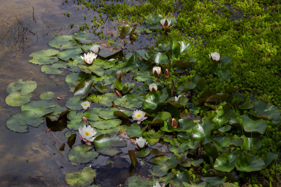 "Aquatic Plants" by Gordon England - $12.20 "Aquatic Plants" stock image