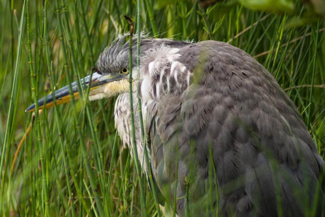 "Grey Heron" by Gordon England - $12.57 "Grey Heron" stock image