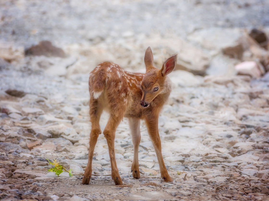 "Baby deer" stock image